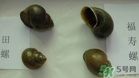 福壽螺吃了會(huì)怎樣？福壽螺有什么危害？