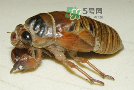 金蟬有什么營(yíng)養(yǎng)價(jià)值？吃金蟬有什么好處？
