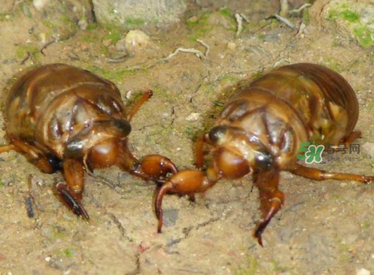 金蟬有什么營(yíng)養(yǎng)價(jià)值？吃金蟬有什么好處？