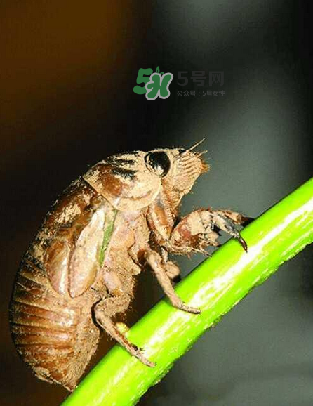 金蟬有寄生蟲嗎？金蟬有毒嗎？