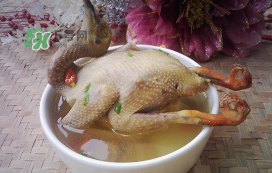 三伏天能吃鴿子嗎？三伏天能喝鴿子湯嗎？