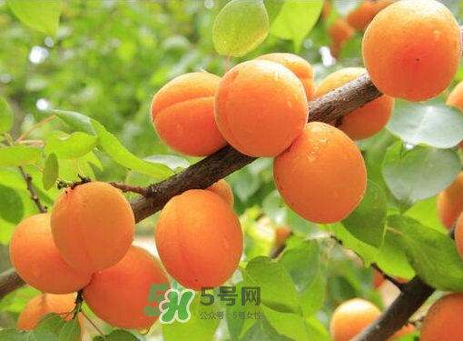 黃桃為什么用鹽水泡？黃桃為什么要用鹽水泡？