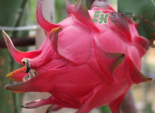 紅心火龍果一天吃幾個(gè)？紅心火龍果一天吃多少？