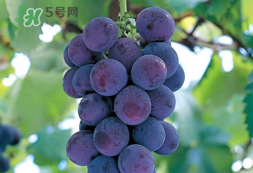 巨峰葡萄是酸性還是堿性？巨峰葡萄是堿性的嗎？