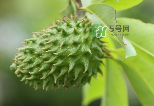 刺果番荔枝怎么吃？釋迦和刺果番荔枝區(qū)別