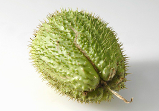 刺果番荔枝多少錢(qián)一斤？刺果番荔枝哪里有賣(mài)？