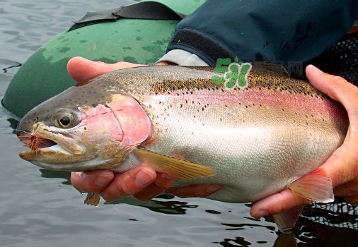 鱒魚(yú)可以生吃嗎？鱒魚(yú)是海魚(yú)還是淡水魚(yú)