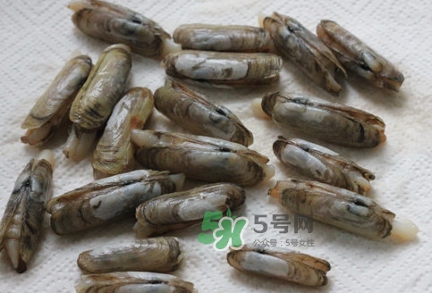 蟶子多少錢(qián)一斤？蟶子為什么撒鹽就出來(lái)