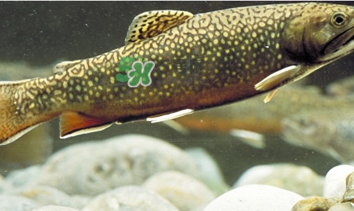 鱒魚怎么讀？鱒魚怎么做好吃