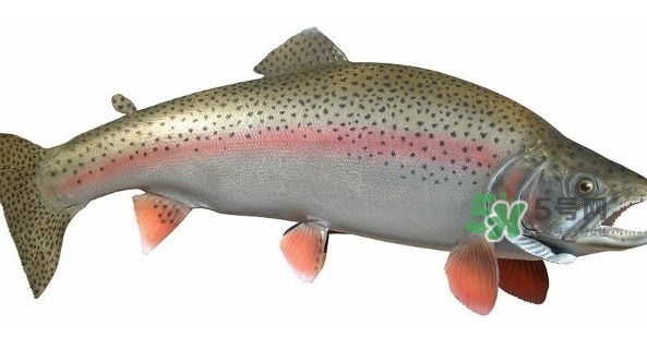 鱒魚(yú)是三文魚(yú)嗎？鱒魚(yú)是什么魚(yú)