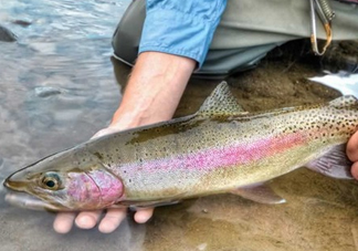 鱒魚可以生吃嗎？鱒魚是海魚還是淡水魚