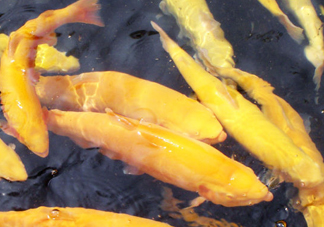 金鱒魚多少錢一斤？金鱒魚刺多嗎