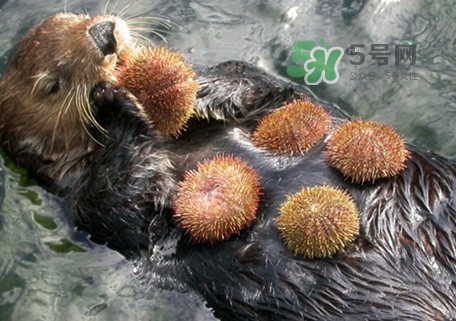 海膽是什么東西？海膽是動(dòng)物還是植物？