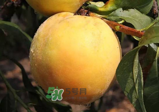 錦繡黃桃多少錢(qián)一斤？錦繡黃桃好吃嗎？