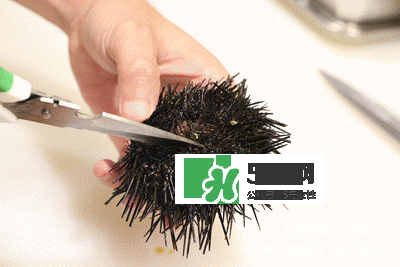 海膽怎么處理？海膽可以生吃嗎？