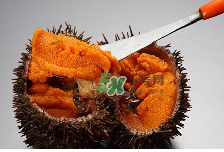 冷凍海膽黃化了能吃嗎？海膽吃多了會怎樣