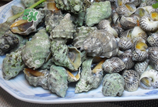 海螺怎么做好吃？海螺怎么清洗干凈