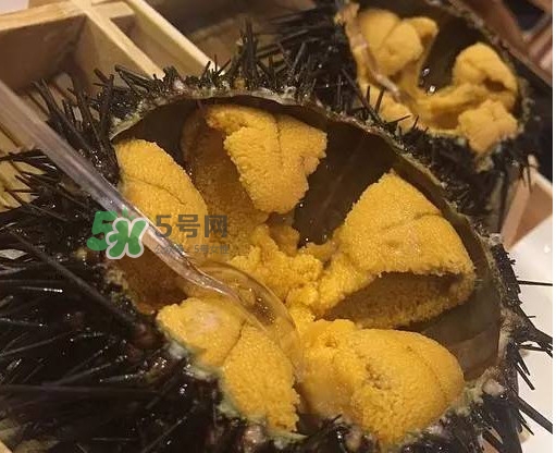 海膽貴嗎？海膽多少錢一斤？