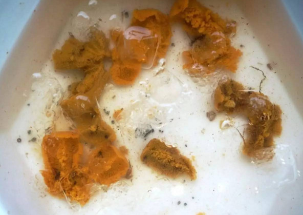 活海膽怎么殺？海膽怎么開殼？