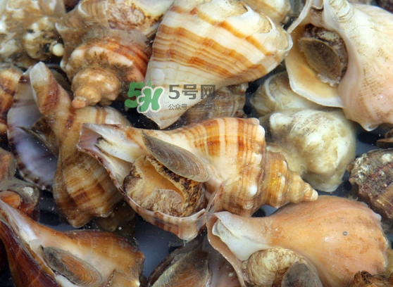 為什么海螺殼里面會(huì)有聲音？海螺和韭菜能不能一起吃