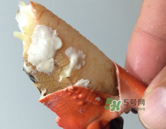 赤甲紅有母蟹嗎？赤甲紅為什么沒有母蟹？
