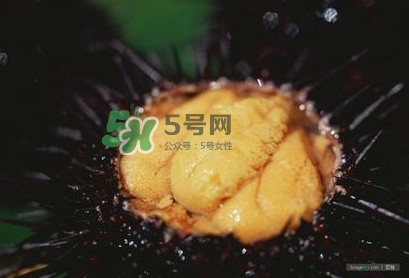 海膽是什么味道？海膽有什么營養(yǎng)價值