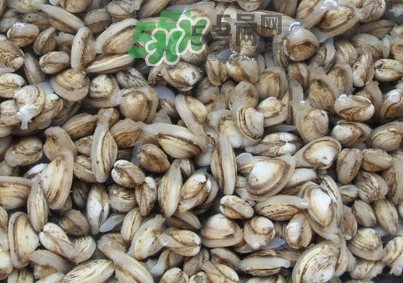 海瓜子怎么養(yǎng)？如何挑選海瓜子