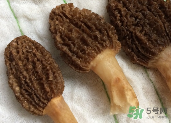 羊肚菌什么時候采摘？羊肚菌什么季節(jié)有