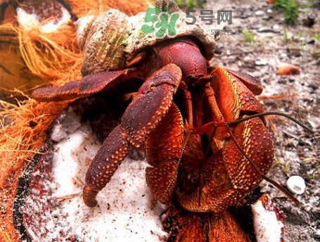 椰子蟹是寄居蟹嗎？椰子蟹中國(guó)哪里能買到