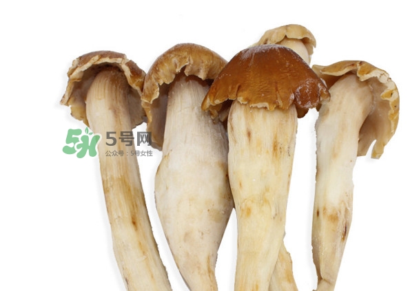 雞樅菌有毒嗎？雞樅菌不能和什么一起吃？