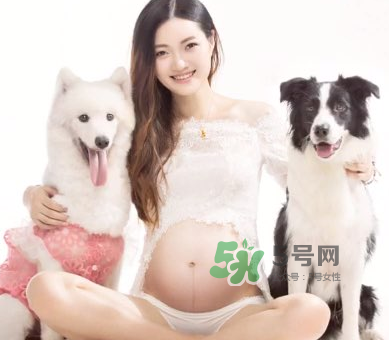 狗對孕婦的危害有哪些？狗對孕婦有影響嗎？