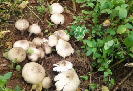 雞樅菌為什么那么貴？雞樅菌為什么離不開(kāi)白螞蟻