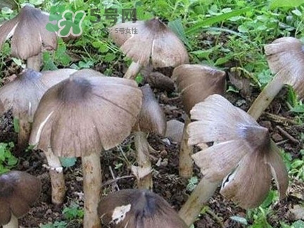 雞樅菌為什么那么貴？雞樅菌為什么離不開(kāi)白螞蟻