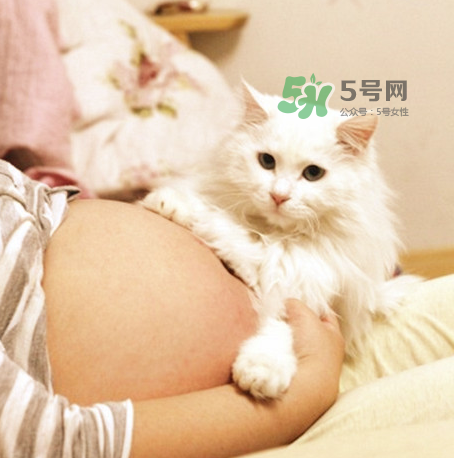 孕婦被貓抓了怎么辦？孕婦被貓抓傷了對寶寶有什么影響？