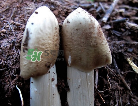 雞樅菌怎么保存？雞樅菌可以放冰箱嗎？