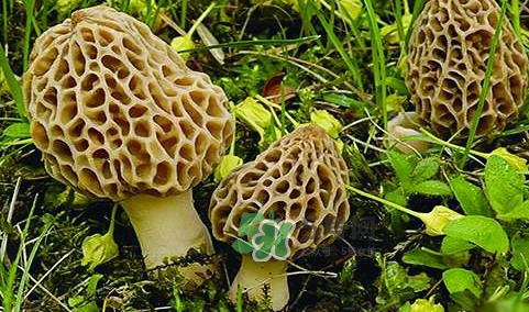 羊肚菌生長(zhǎng)在什么地方？羊肚菌同什么煲湯最好