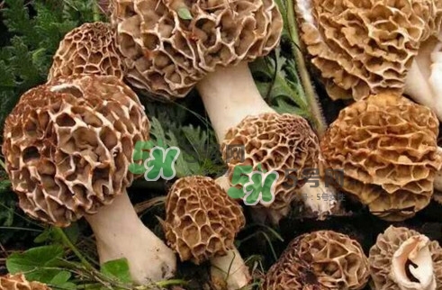 羊肚菌最大產(chǎn)地是哪兒？羊肚菌怎么泡發(fā)