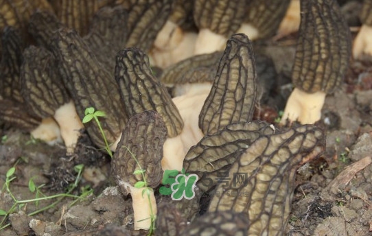 野生羊肚菌多少錢(qián)一斤？干羊肚菌多少錢(qián)一斤