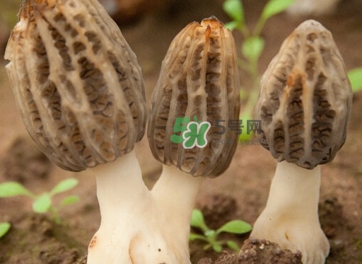生了蟲的羊肚菌能吃嗎？羊肚菌長蟲子怎么辦？