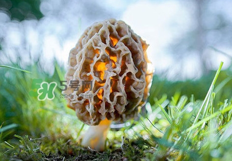 羊肚菌怎么清洗？羊肚菌怎么保存