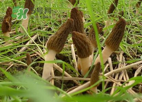 羊肚菌什么時候采摘？羊肚菌什么季節(jié)有