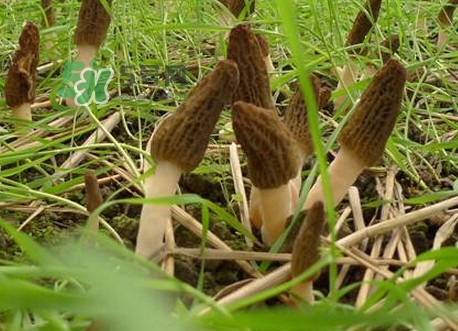 如何識(shí)別羊肚菌真假？買羊肚菌怎么挑選