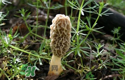 如何識(shí)別羊肚菌真假？買羊肚菌怎么挑選