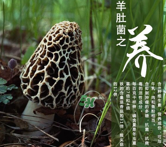 如何識(shí)別羊肚菌真假？買羊肚菌怎么挑選