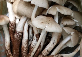 雞樅菌什么時(shí)候有？雞樅菌生長在什么地方