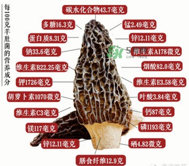 野生羊肚菌多少錢(qián)一斤？干羊肚菌多少錢(qián)一斤