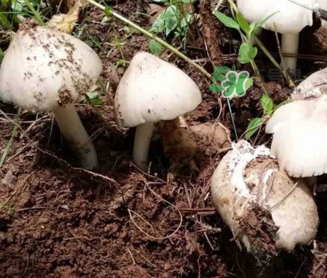 雞樅菌怎么保存？雞樅菌可以放冰箱嗎？