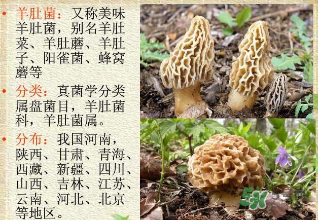 生了蟲的羊肚菌能吃嗎？羊肚菌長蟲子怎么辦？