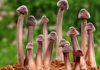 雞樅菌為什么那么貴？雞樅菌為什么離不開白螞蟻