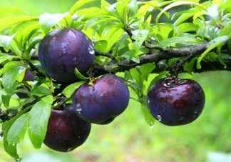 黑布李多少錢一斤？黑布李和紅布李哪個(gè)貴？